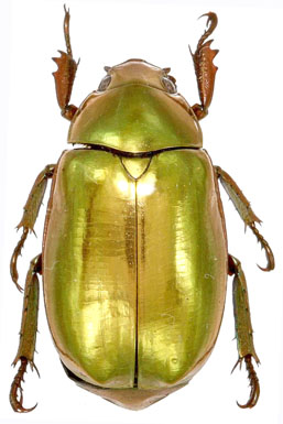 chrysina cupreomarginata